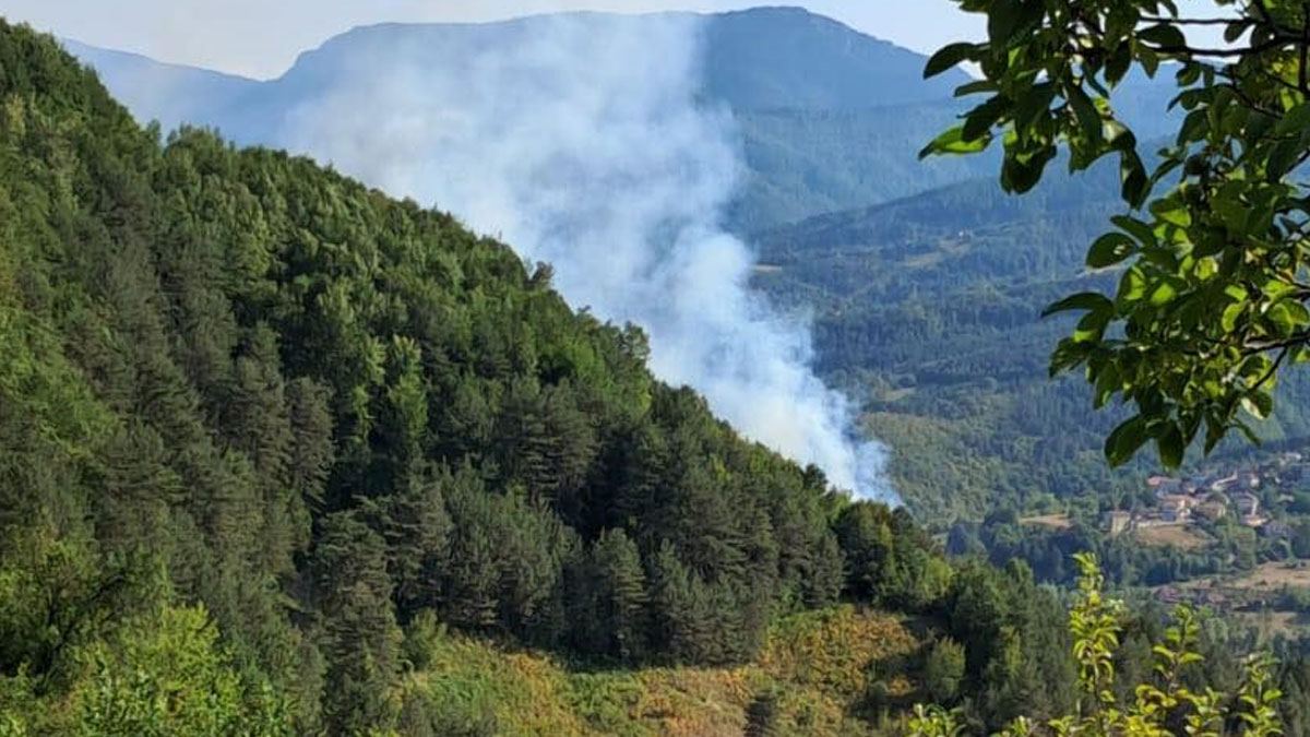 Sinop'ta ormanlık alanda örtü yangını