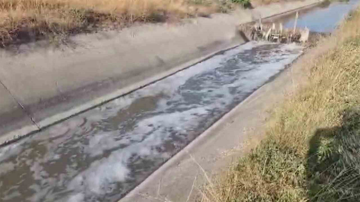 Amasya’da sulama kanalında kirlilik alarmı: Sular köpürdü, balık ölümleri görüldü