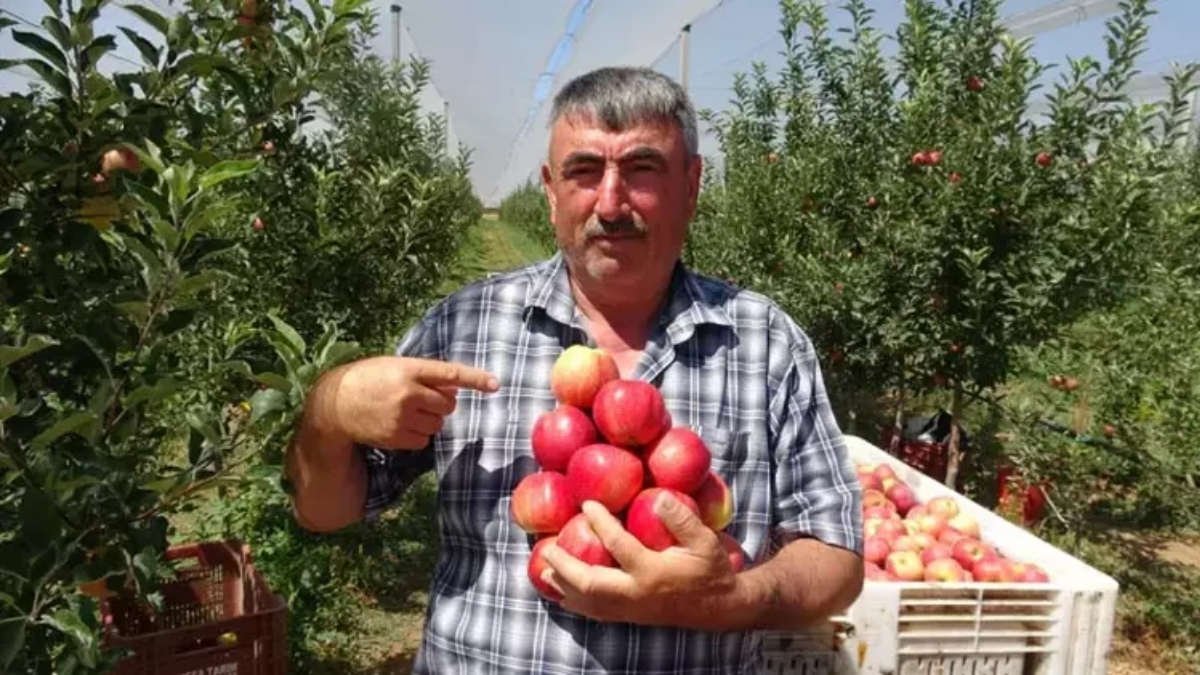 Kayseri elması don vurdu ama pes etmedi! İlk hasat Dubai ve Libya yolcusu: Kilosu 50 liradan satılıyor