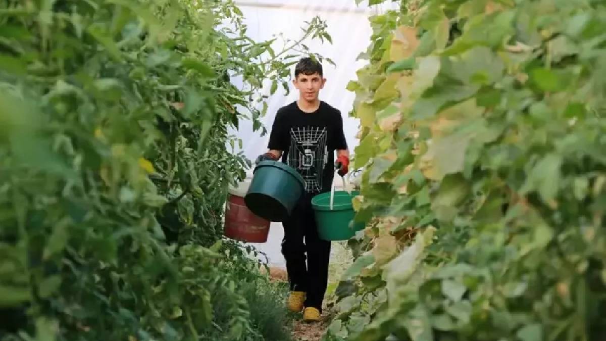 Bir anda aklına geldi hemen üretime geçti! Don ve doludan etkilenmiyor: Kazancı her yıl cebini dolduruyor