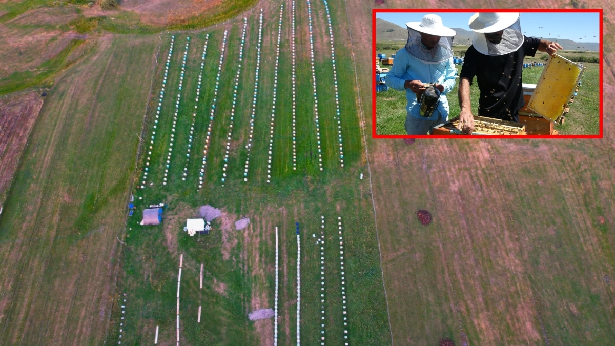 Nadir bulunuyor, çok satılıyor! Coğrafi işaretli balda hasat başladı: Kilosu 1500 liradan alıcılara ulaşıyor