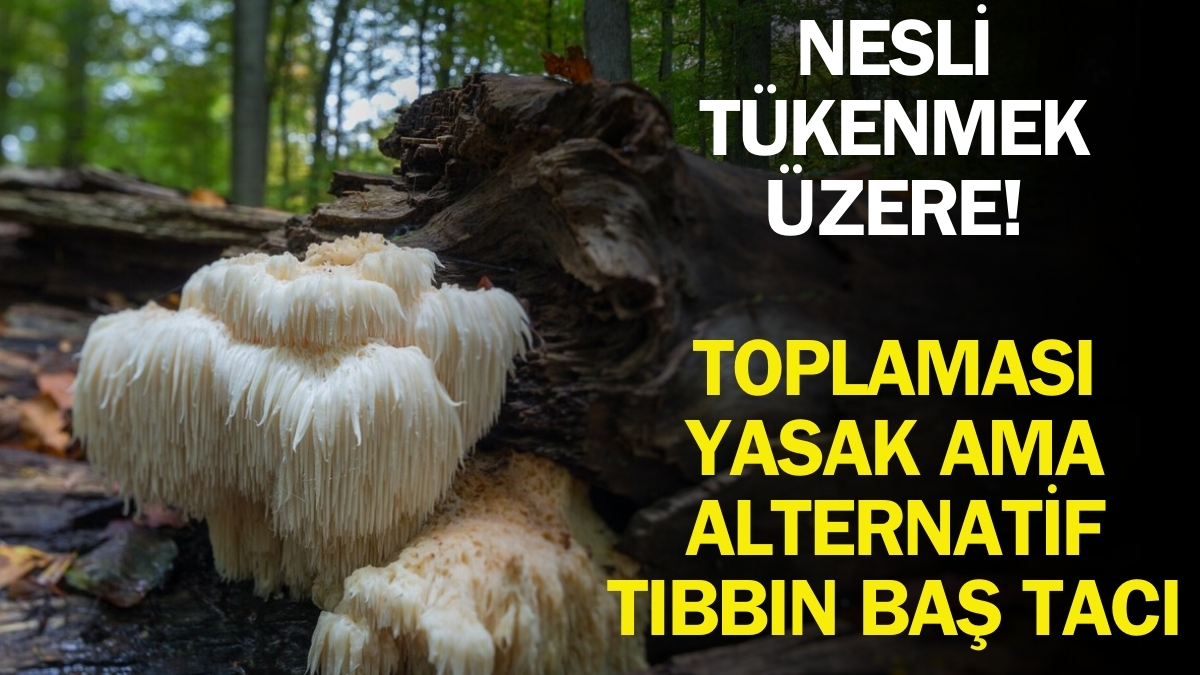 Doğanın gizli hazinesi! Bu mantar bildiklerinize benzemiyor: Toplaması yasak ama tıpta yeri önemli