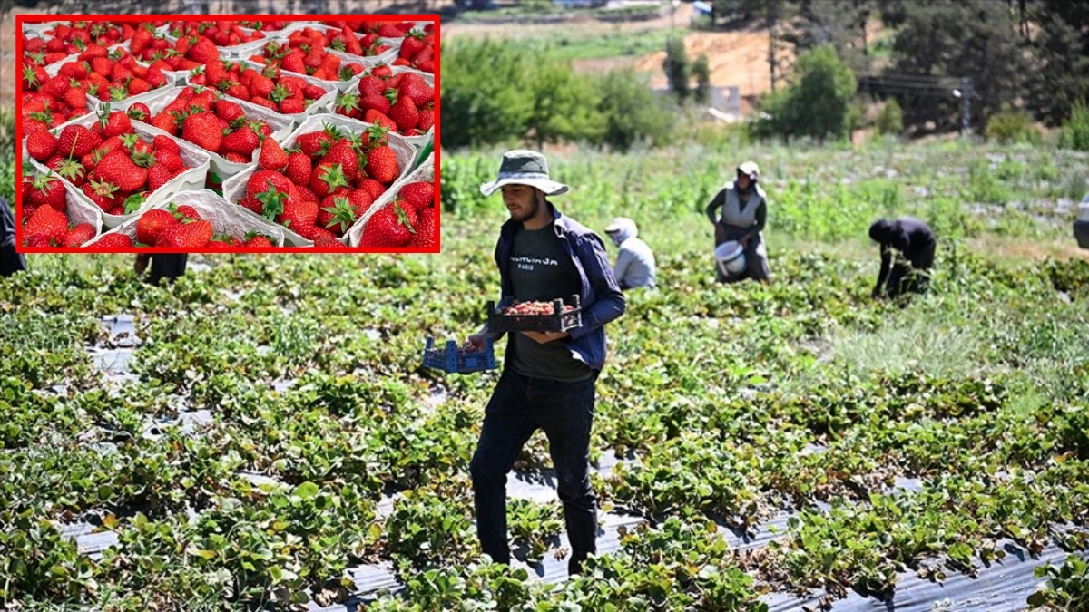 Kahramanmaraş’tan çıkıyor, 50 farklı ülkeye gönderiliyor! Devlet destekli depodan çıkan mahsuller dünyaya açıldı