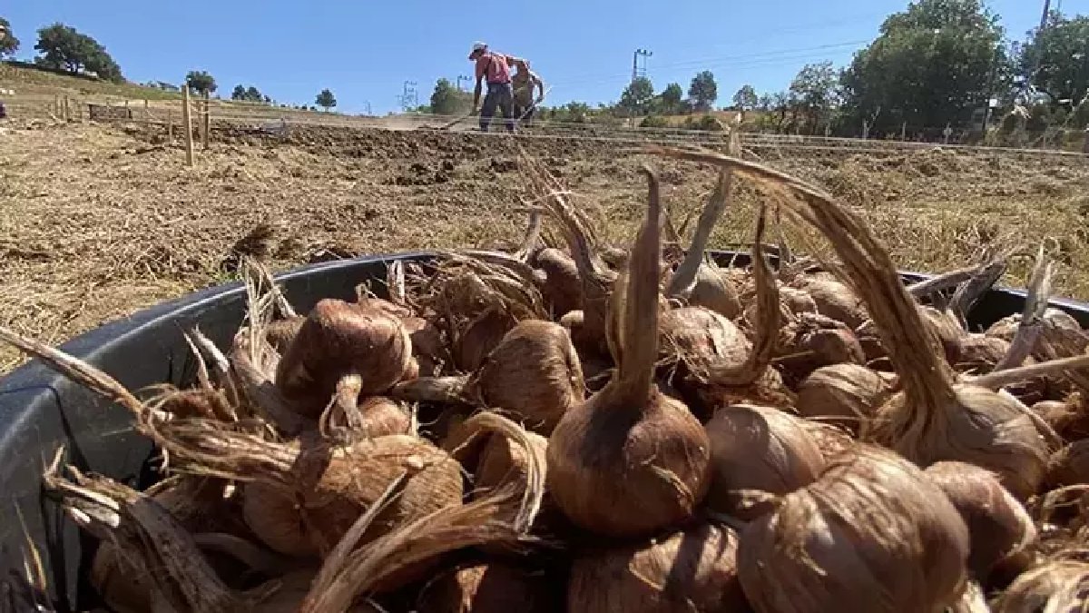 ‘En değerli baharat’ deniyor, ekimi servet kazandırıyor! İlk ürünler toprakla buluştu