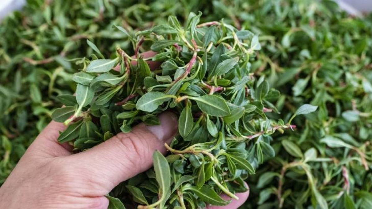 Kendiliğinden yetişiyor, bedavaya toplanıyor! Hem yemeği hem salatası yapılıyor: Sağlık için uzmanlar öneriyor