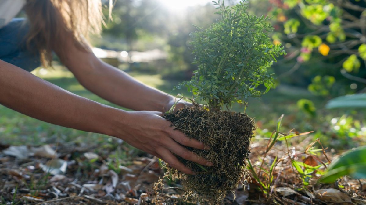 Bahçesinde olanlar dikkat! O ülkede yasak bitkiler arasına eklendi: Herkes bahçesinden sökecek