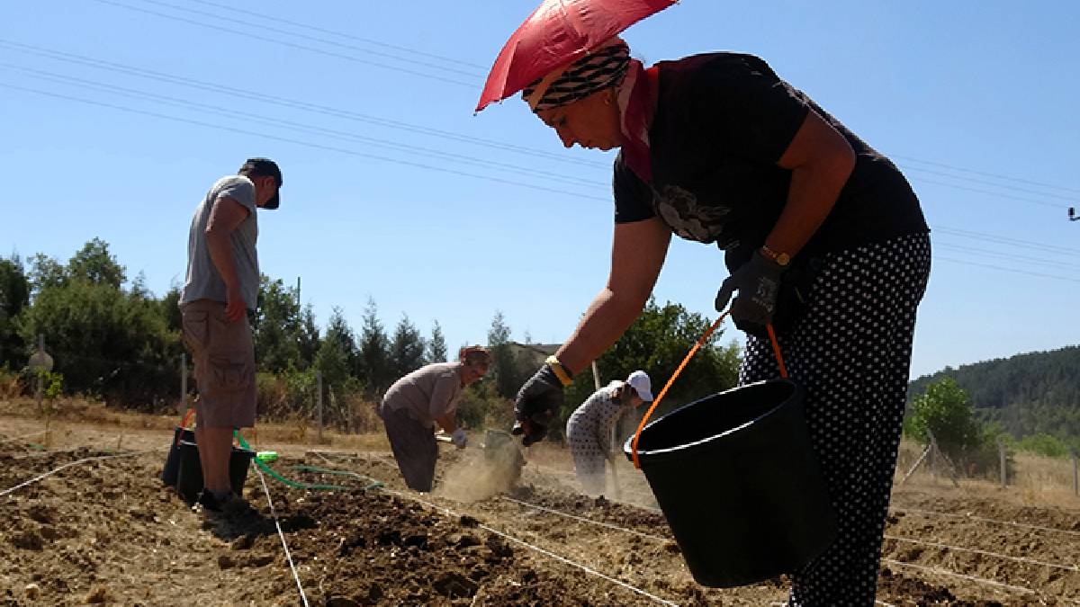 Yetiştiren köşeyi dönüyor! 2025 yılı ekim dönemi başladı: Kilosuna 450.000 TL fiyat biçiliyor