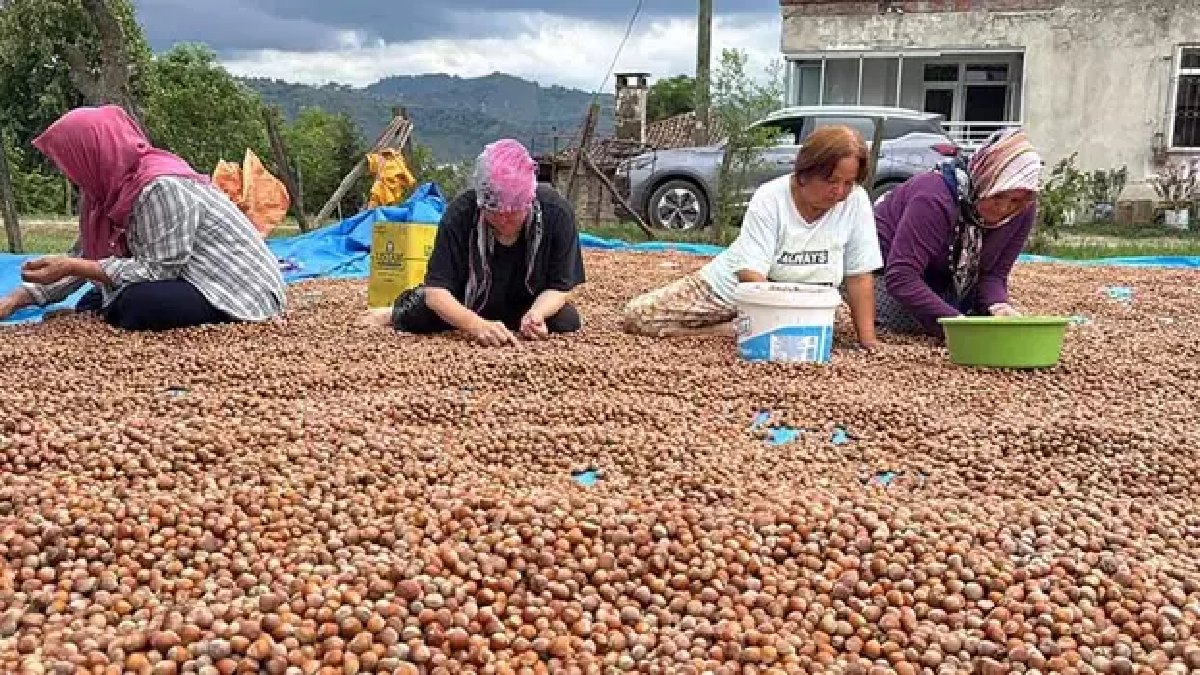 Ordu’da fındık mesaisi sürüyor! Önce topladılar, şimdi serdiler! İçlerinden tek tek seçiyorlar