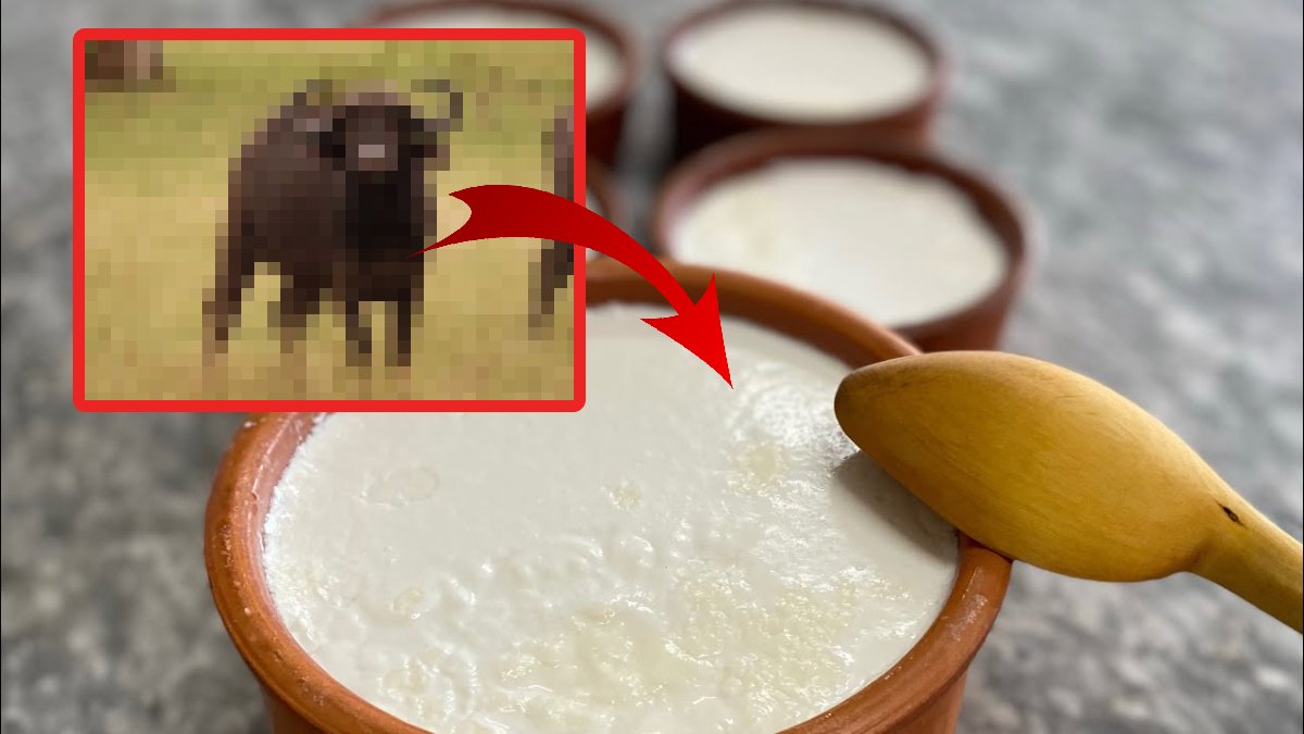 En lezzetli yoğurt onun sütünden yapılırdı! Türkiye'de iklim değişikliğinin ilk kurbanı: Sığırların en büyüğü yok olmak üzere