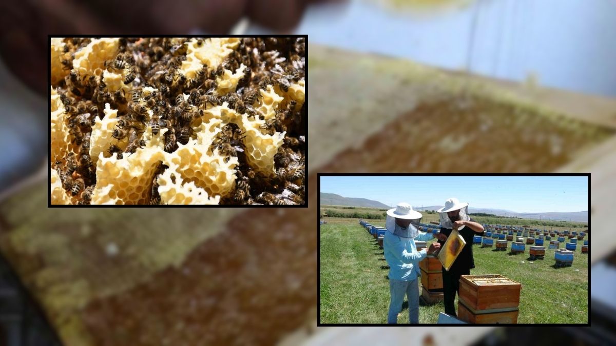 Kafkas arıları üretiyor, böylesi dünyada bulunmuyor! Ardahan’da tescilli hasat: Kilosu 1500 TL’den satılıyor