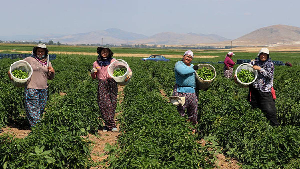 ‘Kütahya’nın ikliminde olmaz’ dediler o başardı! Yılda değil günde 14 ton ürün elde ediyor: 1000 tona ulaşmayı hedefliyor