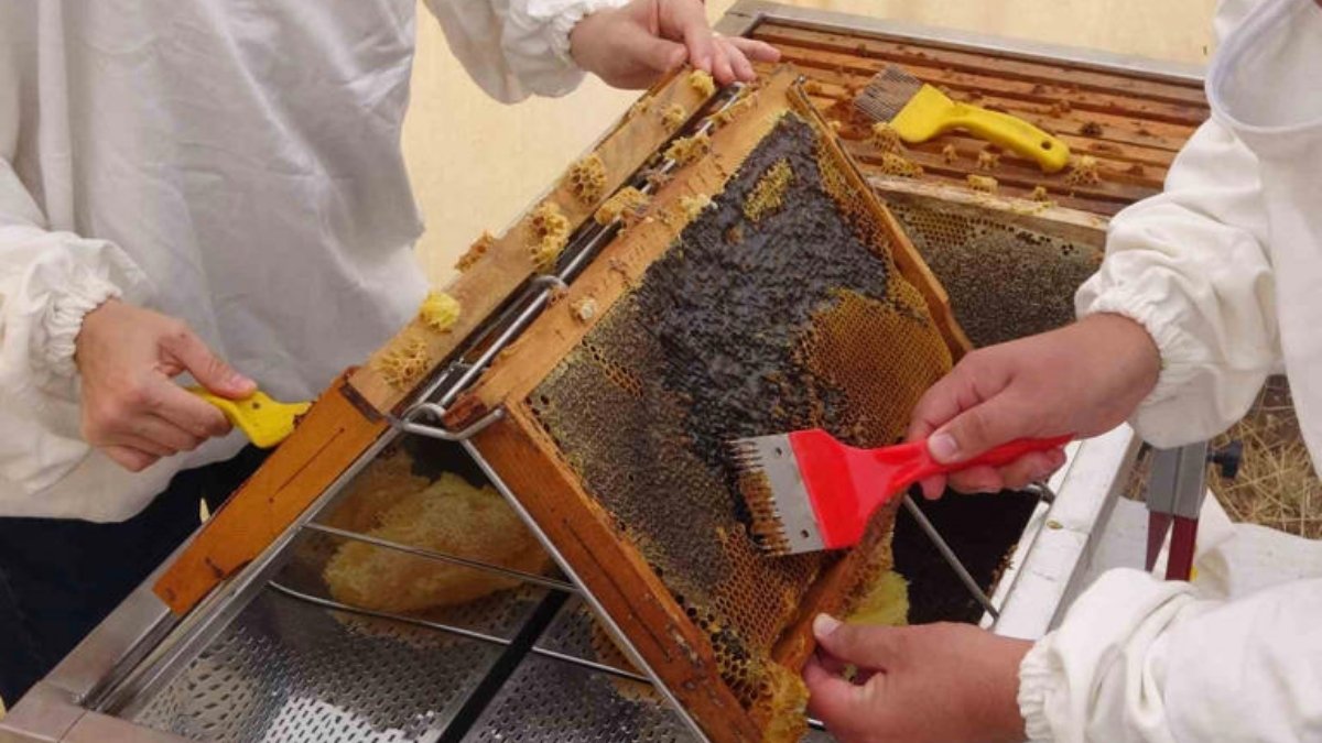 Toroslarda 2 bin üzeri rakımda hasat ediliyor, Türkiye’de değil dünyada tüketiliyor: Dünyada birincilik unvanı var