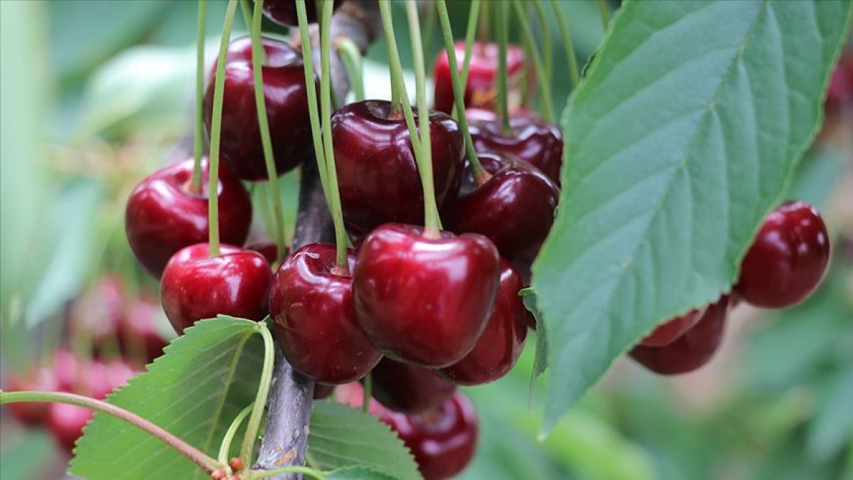 İngiliz bilim insanları şaşkına çevirdi: Kiraz'ı bu şekilde yiyince Alzheimer'ı önlüyor