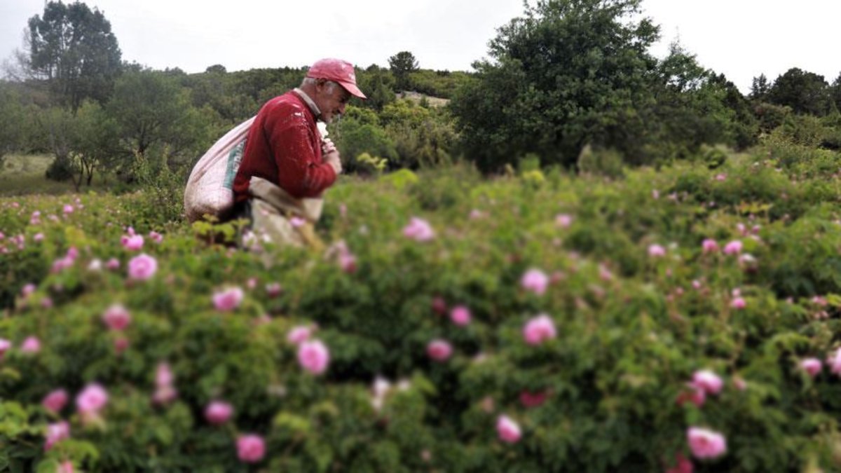 Sabah erkenden toplanıyor, bir köyün iş kapısı oluyor! Hasadı geç başladı ama çokça kazandırıyor
