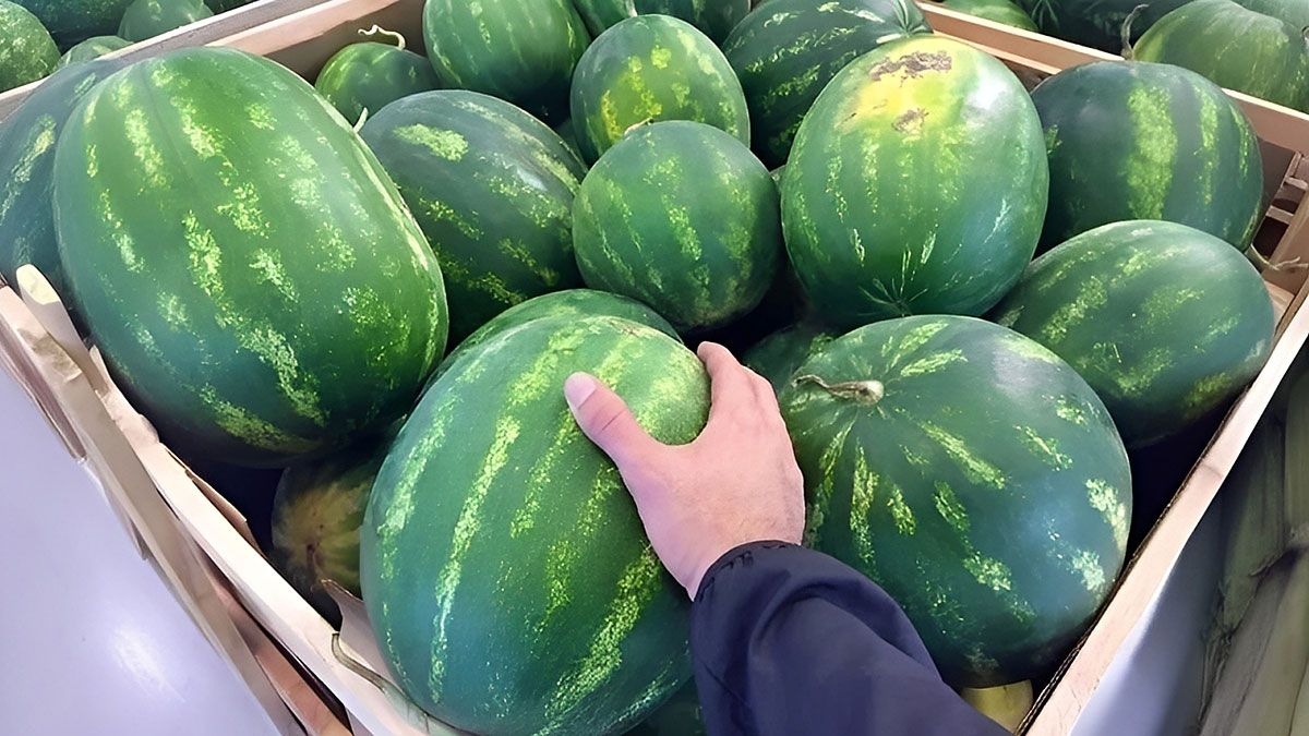 Karpuzu vurarak seçmek artık demode! Telefonunuzla karpuzunuzu seçin