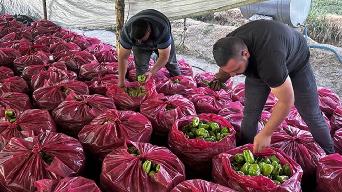 En kurak şehri bile yeşertti! Tonlarca meyve sebze üretti, gençlere örnek oldu! 500 dönümde büyük tarım hamlesi
