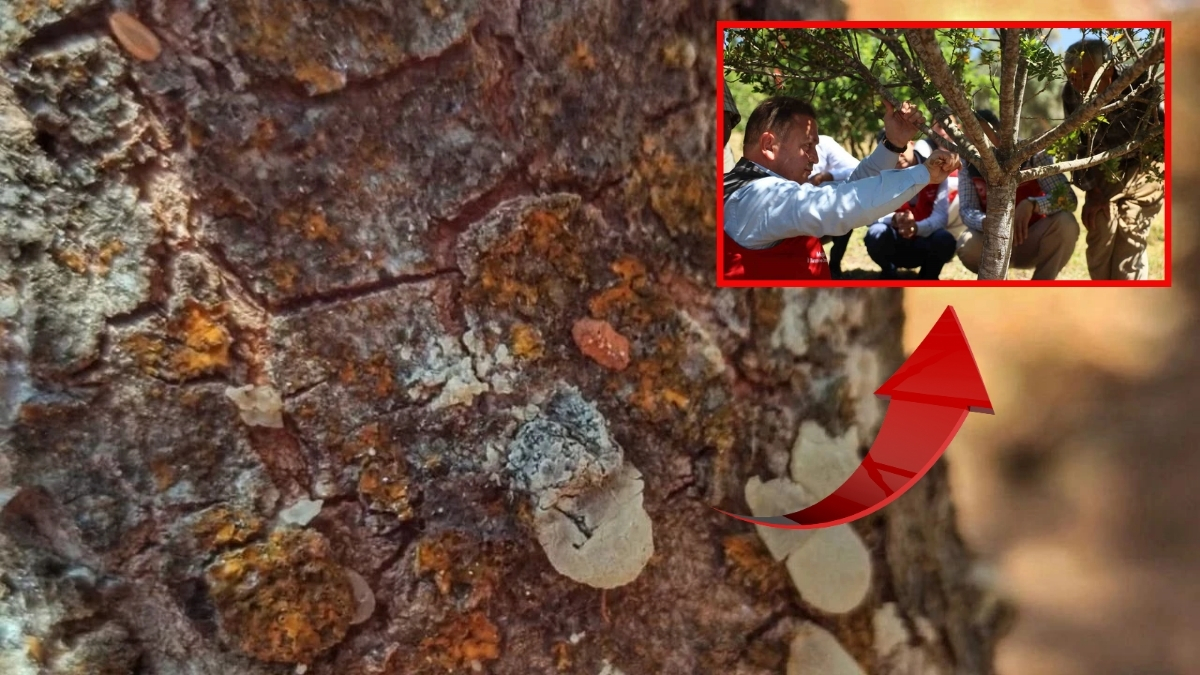 5 dekarlık alandan servet çıktı! Gram gram hasat ediliyor, altın değerinde satılıyor: Kilosu 20 bin liradan alıcı buluyor