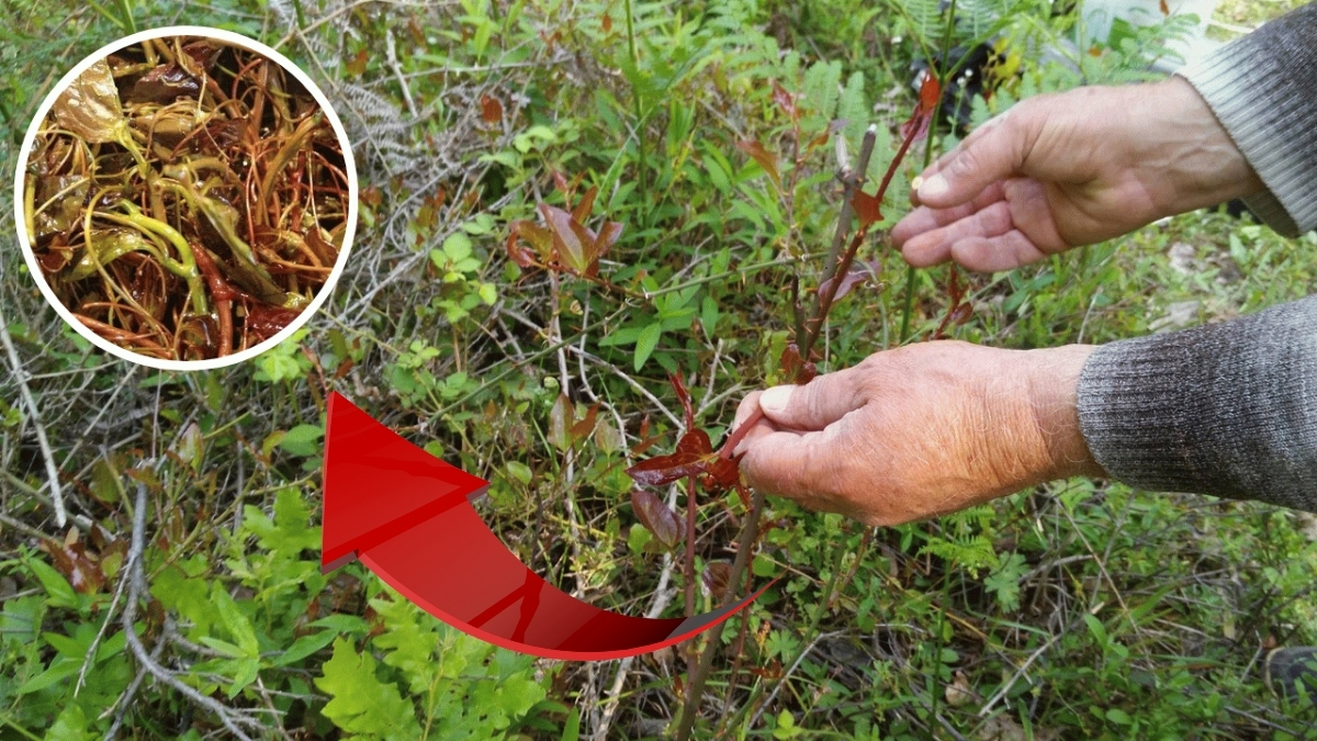 Anadolu’nun gizli hazinesi sağlık deposu çıktı! İsmini duyan şaşırıyor ama her yerde bulunuyor