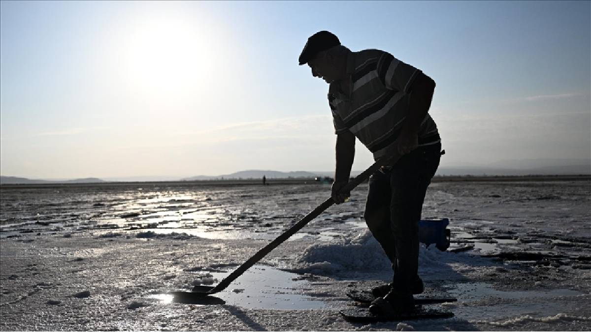 Dedesinden öğrendi, geçim kaynağı oldu! Çıkarması zor, kullanım alanı çok: Hamur, peynir, salamura, salça…