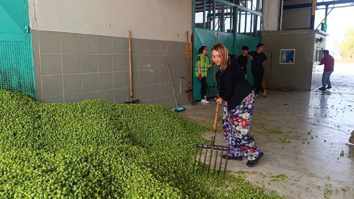Türkiye’de tek bir ilde yetişiyor, ‘Yeşil altın’ deniyor! Hammaddenin yıldızı: Fiyatı 90.0000 TL’yi geçiyor