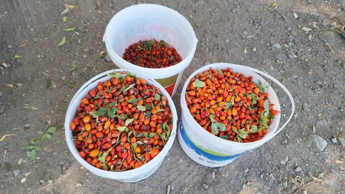 Bir kaşıkta bir kasa portakal gücü: Erzincan'da o şifa deposu için dağlarda tatlı telaş başladı!