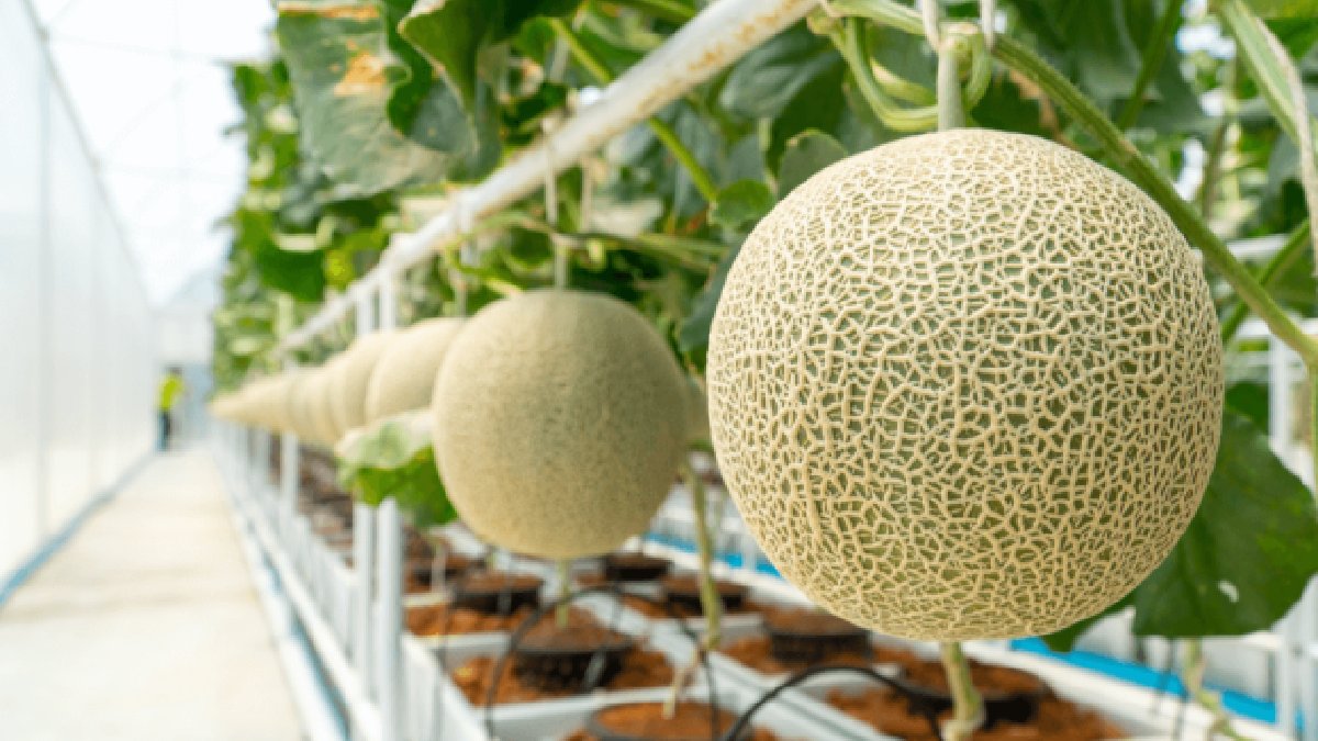 Elinizi bile süremeye korkacaksınız! Dünyanın en pahalı kavunu: Tanesi 5 bin 200 liraya satılıyor