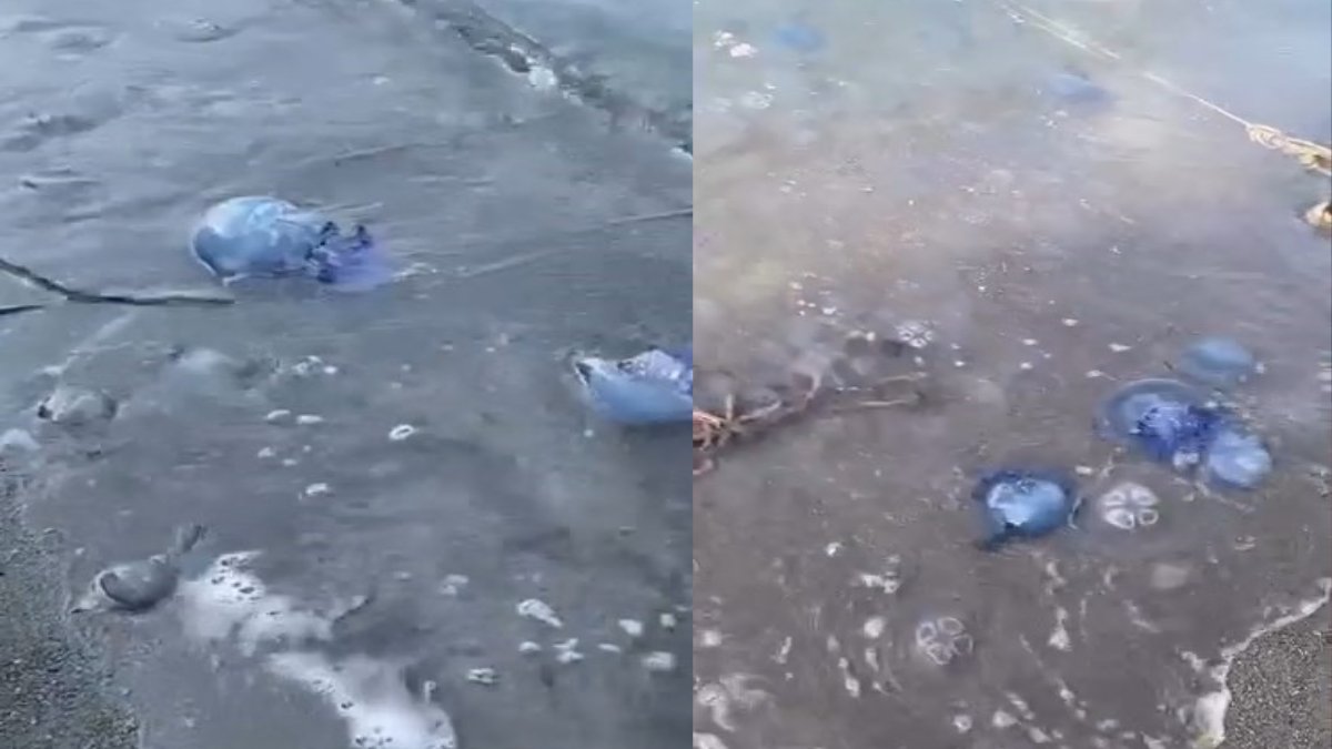 Gemlik sahillerinde mavi alarm! Yüzlerce denizanası kıyıyı istila etti: Vatandaşlar tedirgin