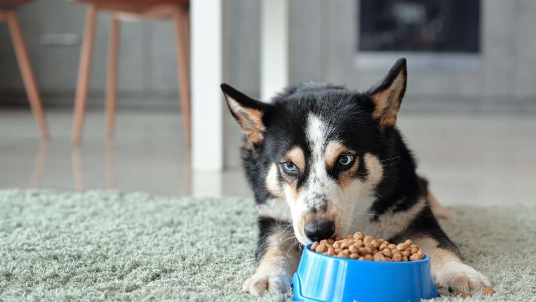 Komşusunun köpeğini silahla öldüren şahıs tutuklandı