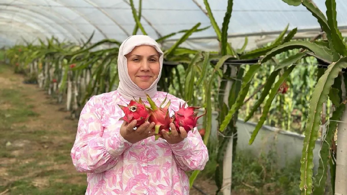 Herkes adından dolayı merak ediyor, kilosu 250 TL’den satılıyor!  480 metrekarede hasadı başladı