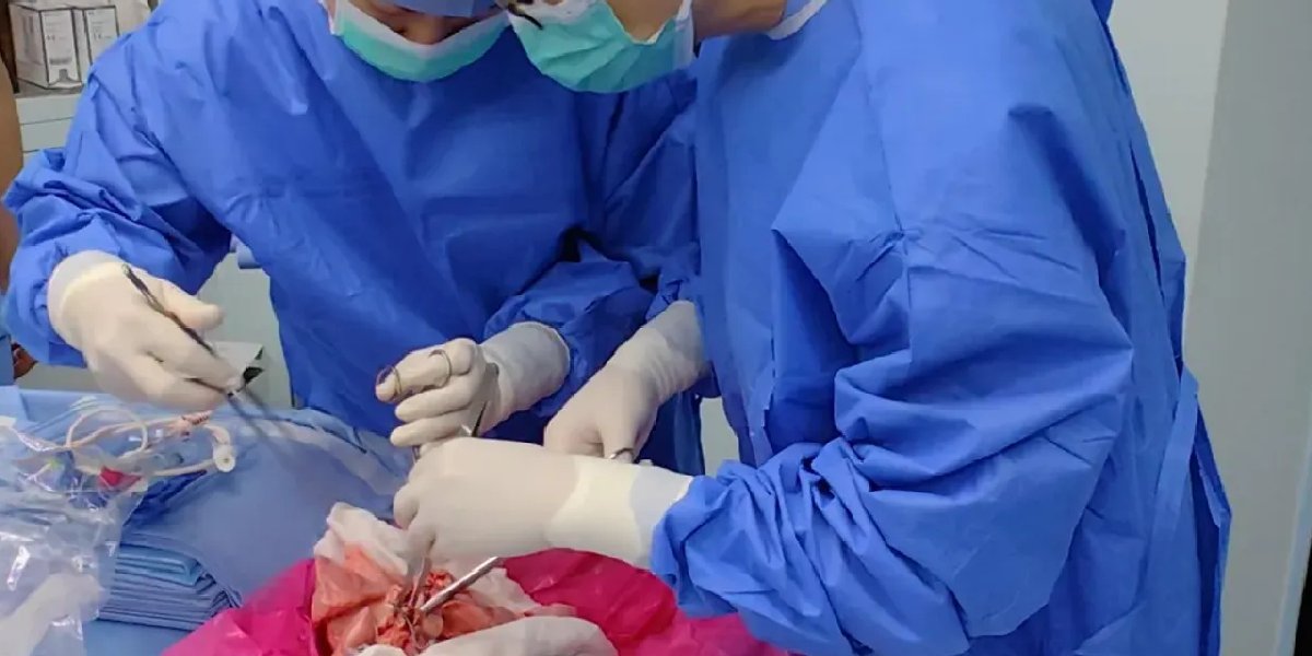 Bilim dünyasında bir ilk: Domuz akciğeri insan vücudunda dokuz gün işlev gördü