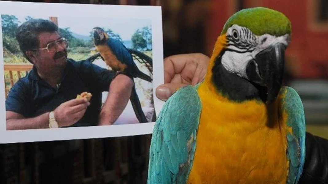 Turgut Özal'ın papağanı Cabbar bulundu