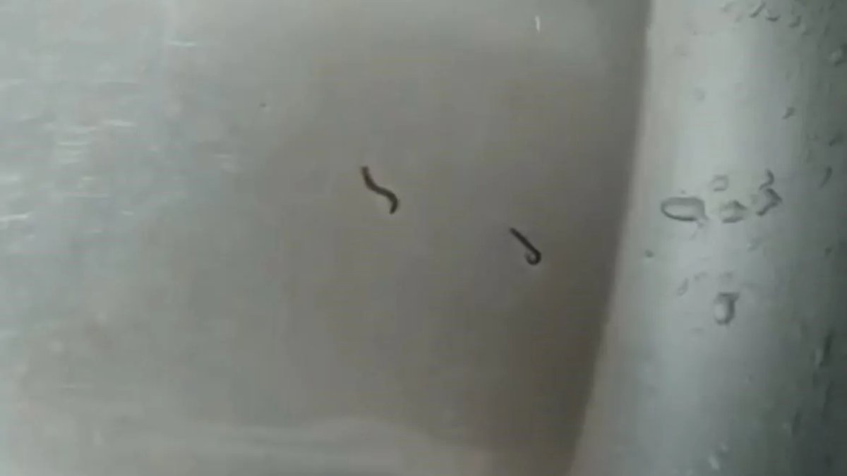 Tekirdağ'da içme suyu skandalı bitmiyor! Musluktan akan suda kurtlar çıktı, vatandaşlar isyan etti!