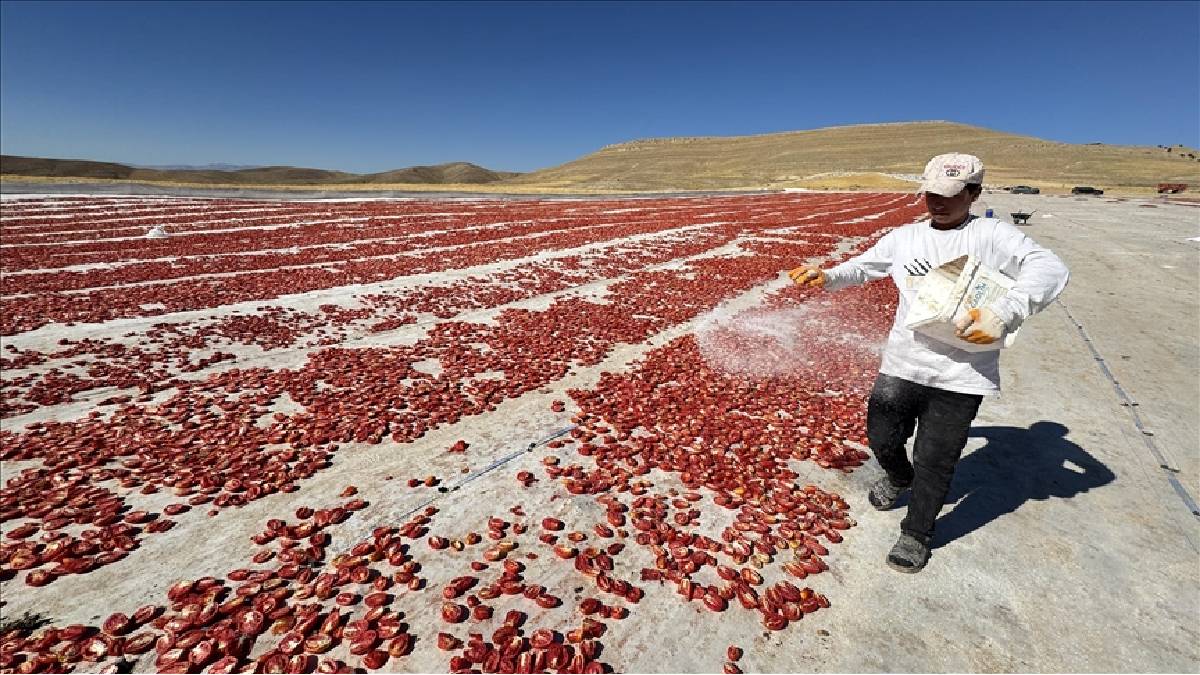 Bozkırı üretim cenneti yaptılar! 1000 dönümden 6000’e çıkardılar, çeşit çeşit ürettiler: Hem iç pazar hem dış pazar alıyor