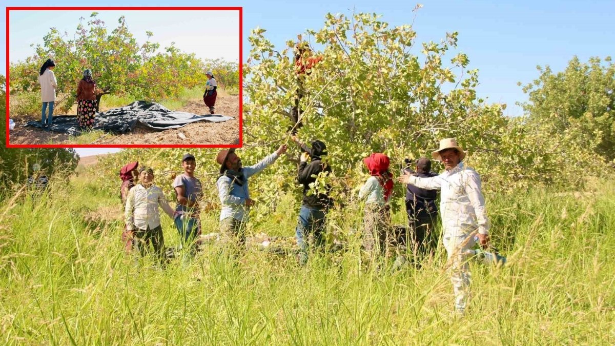 Fıstığın başkentinde hasat başladı! Gaziantep zannediliyor ama değil: Asıl Antep fıstığı bu ilimizde yetişiyor