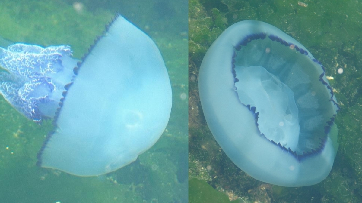 Marmara'da yeni kabus! Müsilajdan kurtulan deniz şimdi denizanası istilasında: Vücuda ciddi hasarlar veriyor