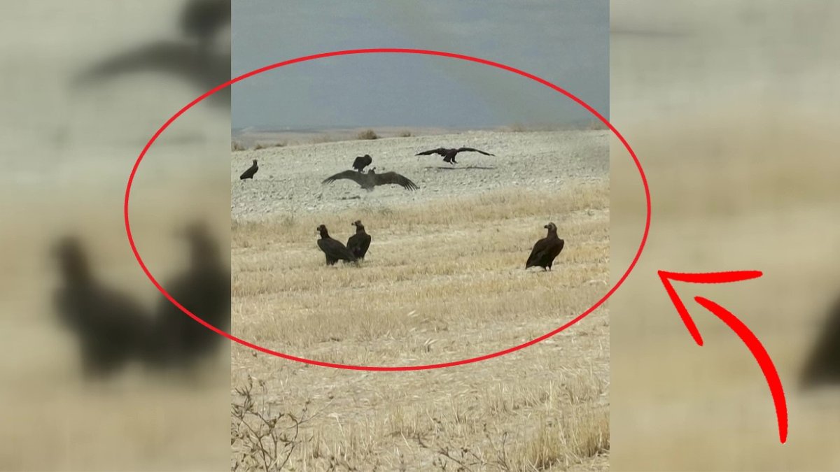 Ankara kırsalında sürü halinde görüldü! Dünyanın en büyük yırtıcı kuşlarından: Çok nadir görülüyorlar