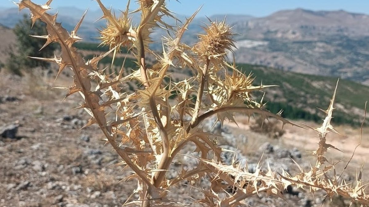 Doğada kendiliğinden yetişiyor: Kilosu 10 bin TL'lik altın değerinde