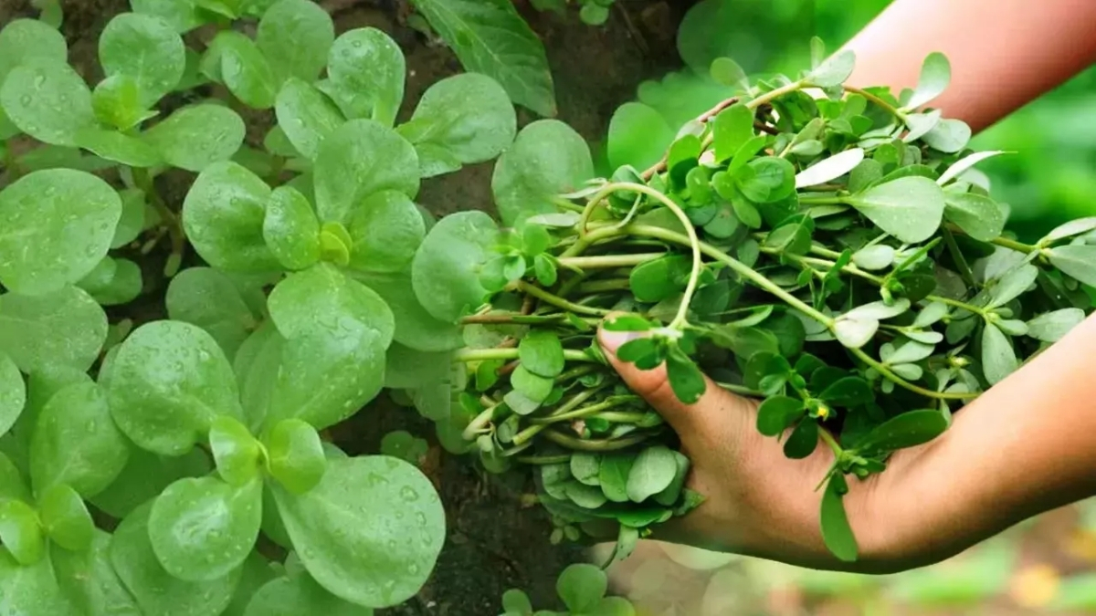 Hem lezzetli hem faydalı! Bir kaşığında bile şifa saçıyor: Sindirim dostu, kemik güçlendirici, antioksidan deposu
