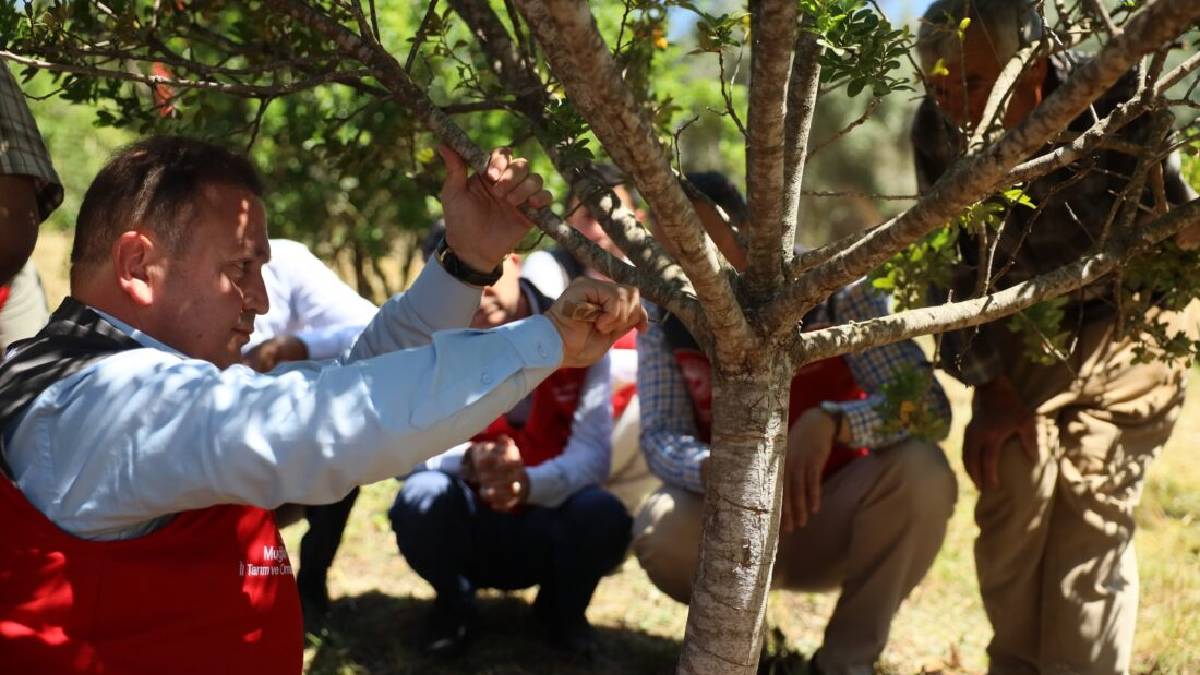 Yıllar süren emek karşılığını verdi! Hasat başladı, talep patladı: Ağaçlardan kazınıyor, kilosu 20.000 TL ediyor