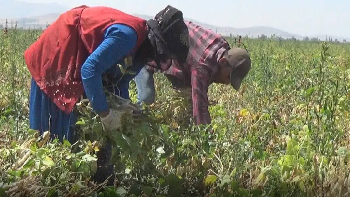 Piyasaya can, cebe rahatlık getiren hasat! Niğde’de başladı: Rekolte 52.000 ton!