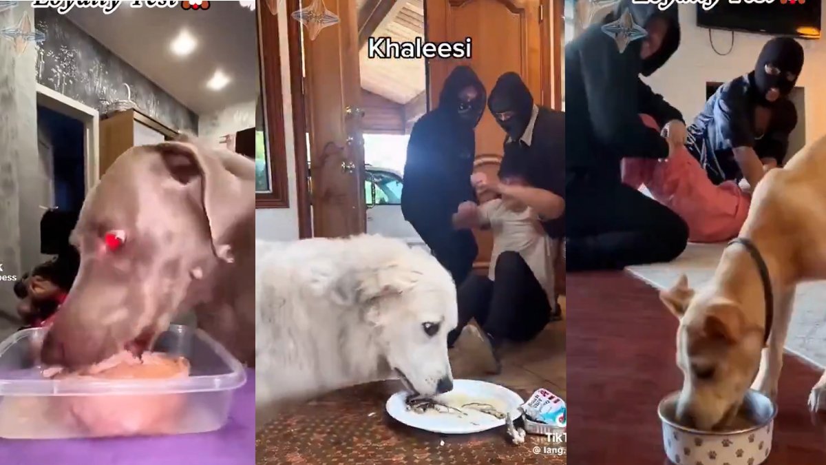 Sosyal medyada yeni akım: O kadar da sadık değillermiş! Köpeğiniz sizi mi yoksa mamayı mı seçer?