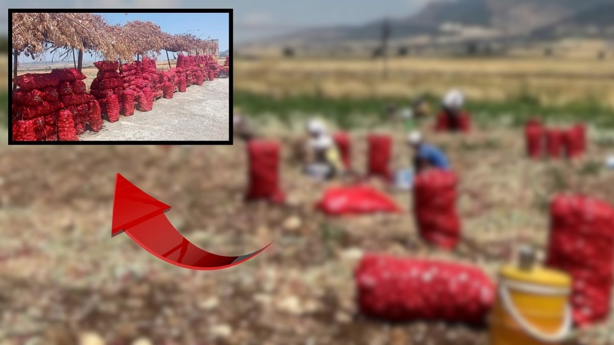 Tarlada 3 liraya satılan ürün markette 15 lira! Fiyatı duyan tarlaya koştu, memnun olmayan yol kenarında sattı