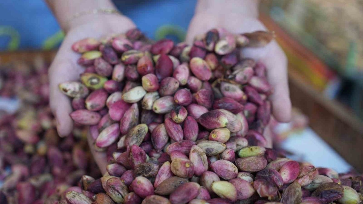 Hasat sonrası fiyatlar tavan yaptı! 160 liraya satılan fıstık 500 liraya çıktı…