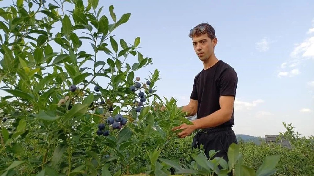 Fındık ve mısıra alternatif oldu, çokça kazandırdı! 22 yaşında başladı, kendi işinin sahibi oldu! 15 ton ürün bekliyor