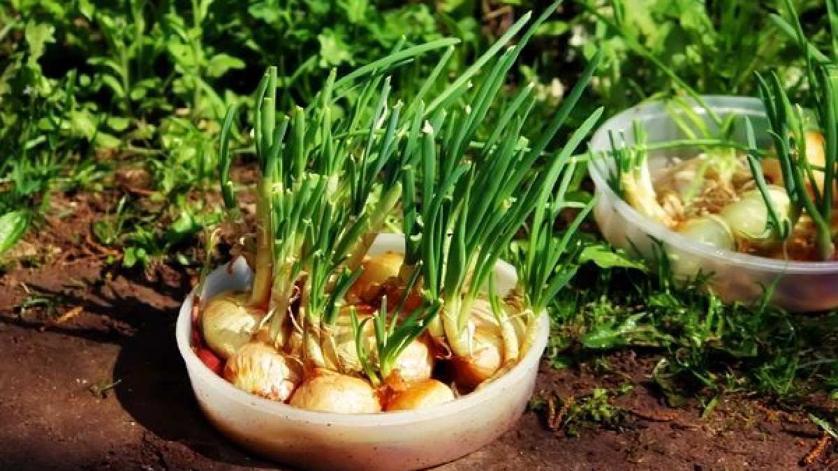 Soğanlarınızın yanına sakın o sebzeyi koymayın! Hızlıca çürütüyor