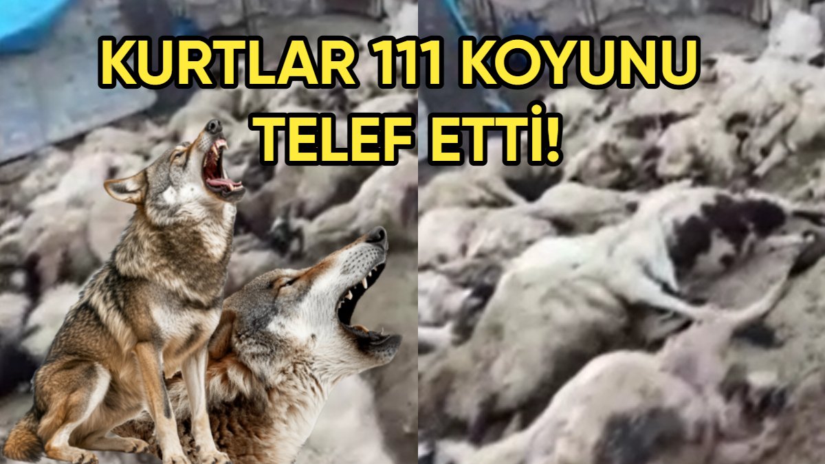 Sürü sahipleri sabah gördükleri manzarayla yıkıldı: Kurt saldırısında 111 koyun telef oldu