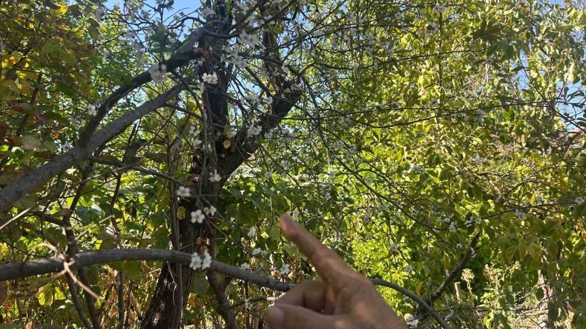 Nisan ayında olan oldu! Mevsimler şaşırdı, ağaçlar aldandı: Eskişehir'de erik ağacı ağustos sonunda gelin gibi çiçek açtı!
