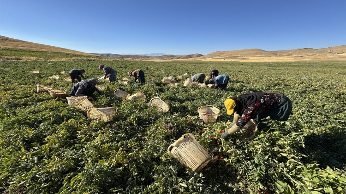 Misafir geldikleri köyün kaderini değiştirdiler: 6 bin dönüm bozkırı vahaya çevirip Avrupa'ya domates satıyorlar!