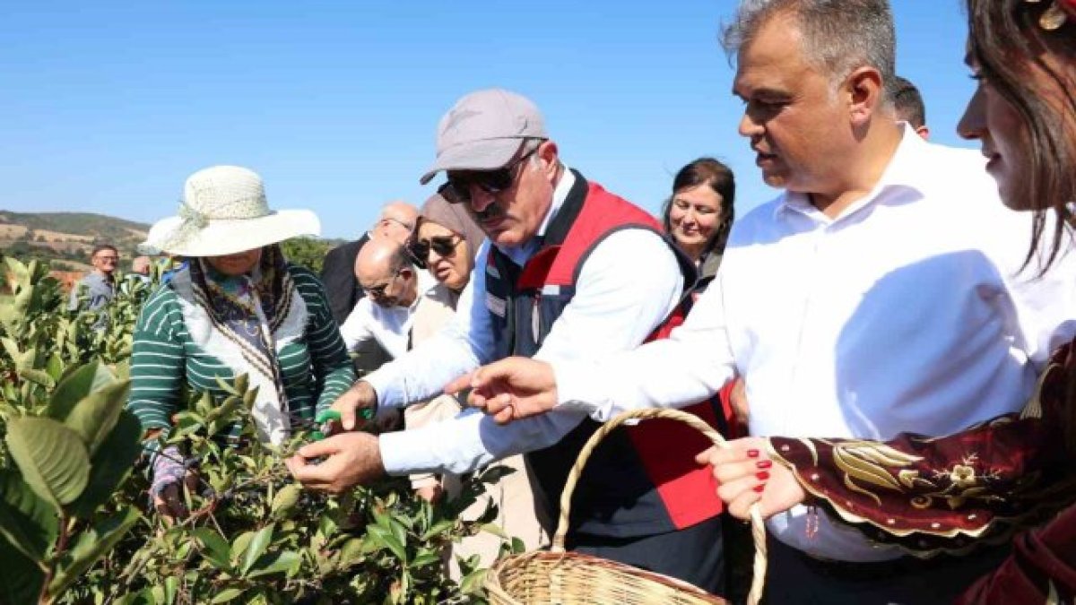 'Süper meyve' aronyada yılın ilk hasadı yapıldı: Hedef üretimde liderlik