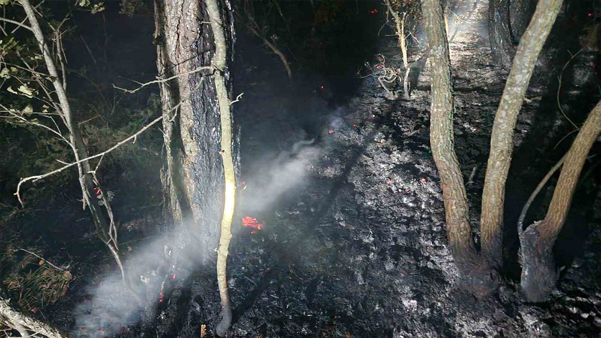 Sakarya'da orman yangını